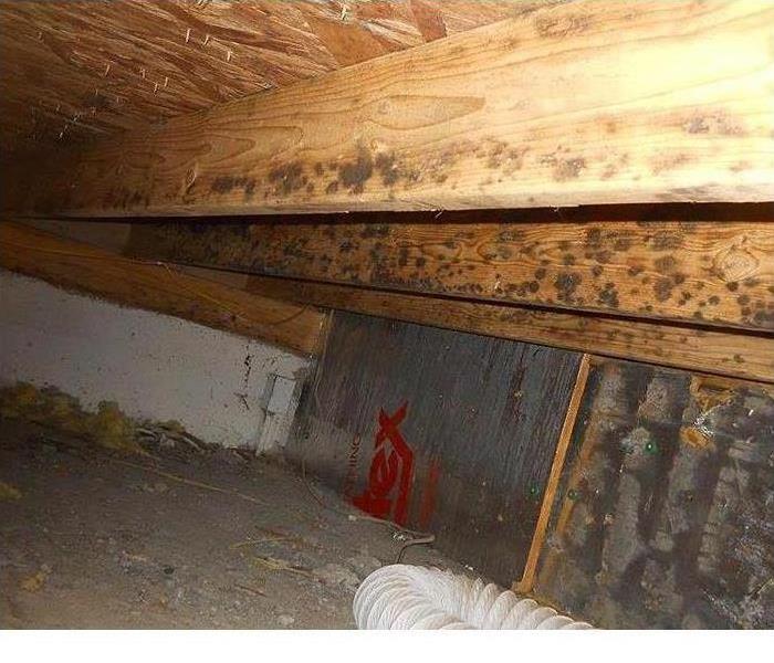 mold damage on wooden floor joists